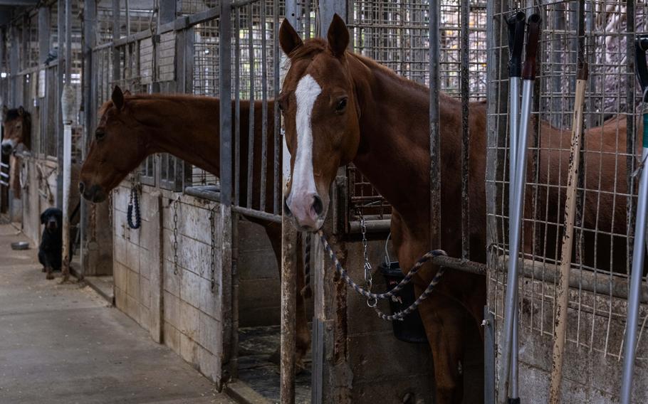 Horses in stable of Mihama Horse Riding Club